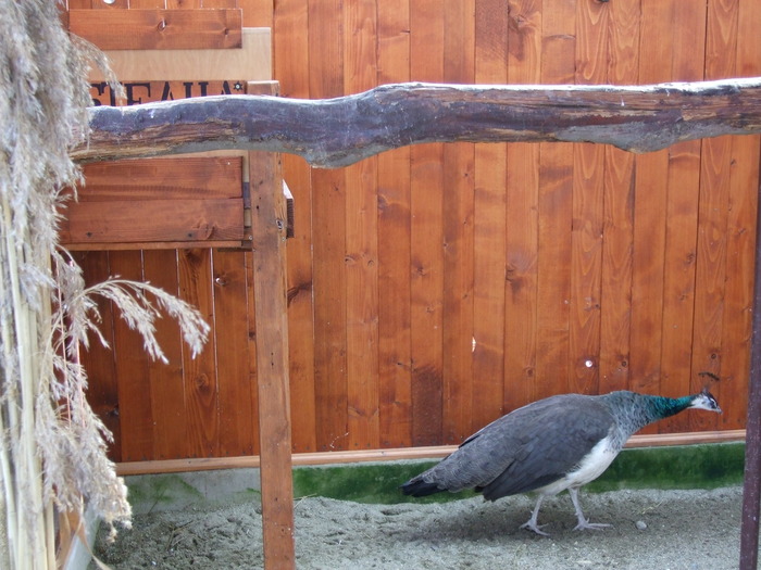 Paun 7; contact cipri_fbi@yahoo.com
