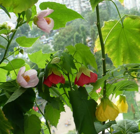 P1140769 - ABUTILONI