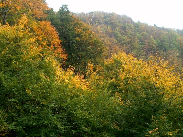 VALEA CALINESTI-PIETRELE ZMEILOR 11.10.2009 427 - VALEA CALINESTI-GROTA PIETRELE ZMEILOR