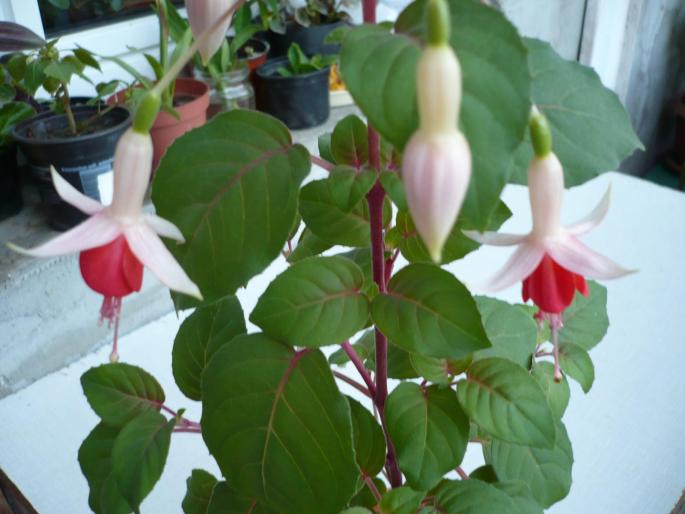 fucsia - Flori