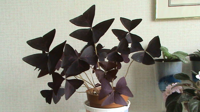 Oxalis Triangularis Myke 26 mai 2008 - oxalis