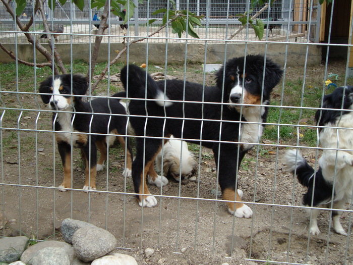 Cibanesc de Berna, Shy-tzu, Bichon maltez si pechinez. - AnimalesiPasari