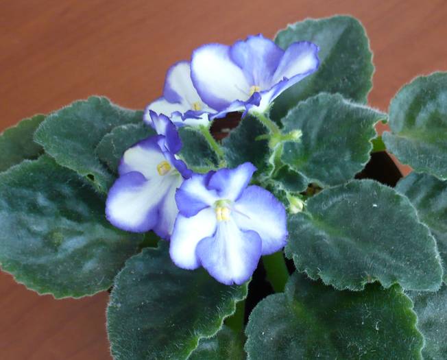 chimera - Saintpaulia - violete de camera