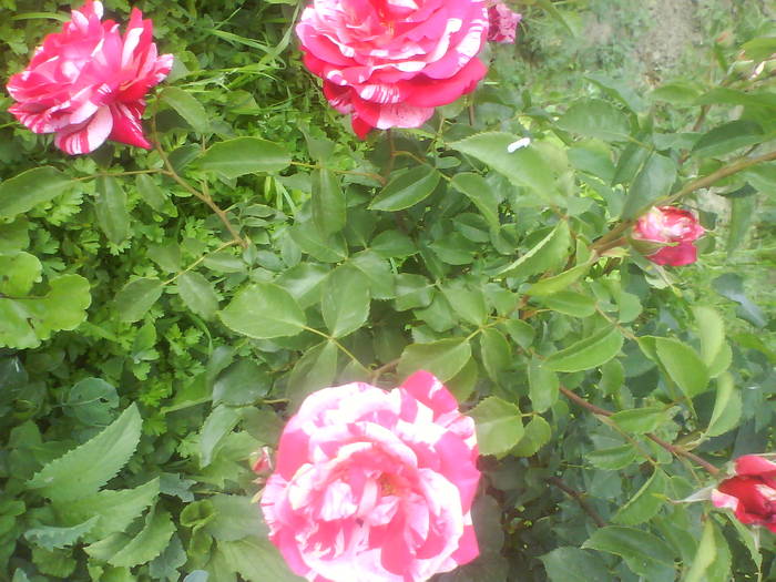 DSC00257 - trandafiri de gradina-butasi de vanzare
