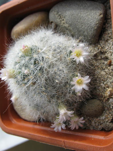 M.glasii6 - Mammillaria