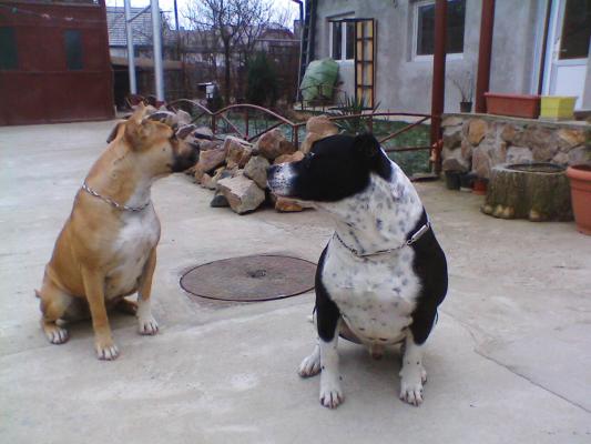 IMG008 - amstaff