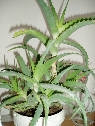 Aloe - Florile mele 2009