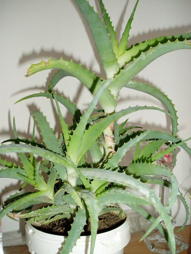 Aloe