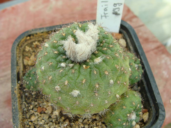 F. pygmaea ?