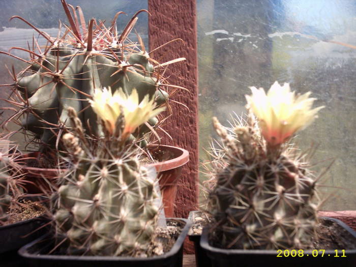 30-Hamatocactus setispinus - cactusi