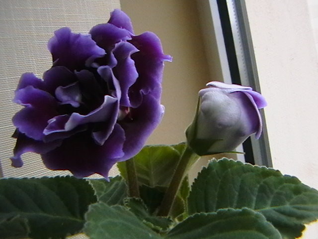 allegro purple