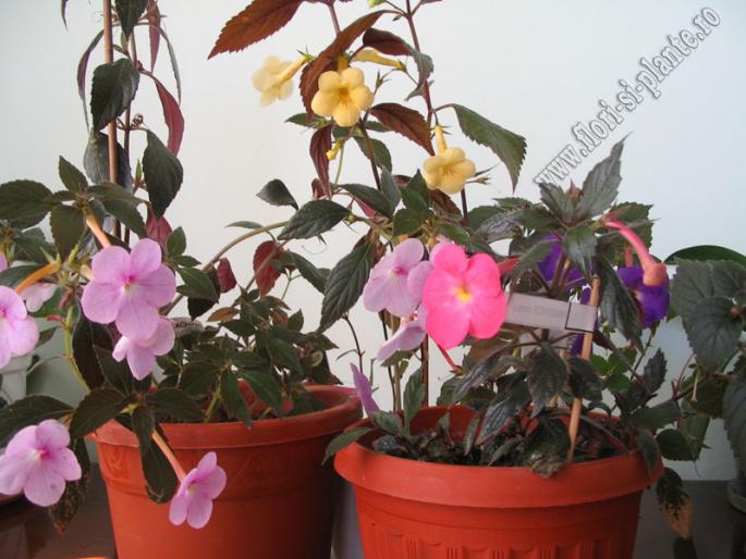 Achimenes diferiti 1