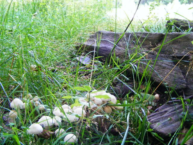 DSCF2626