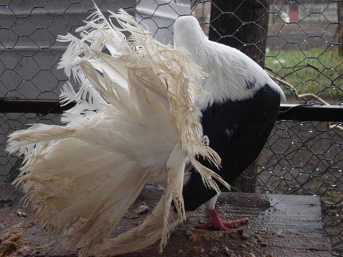 116 - D Porumbei Voltati Vechi