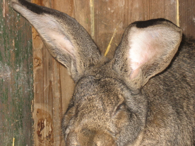 Picture 1585 - iepuri rasa