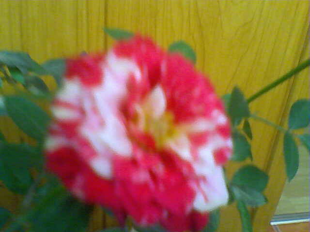 Trandafir bicolor - florile mele