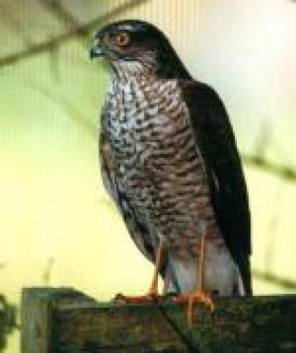 sparrowhawk