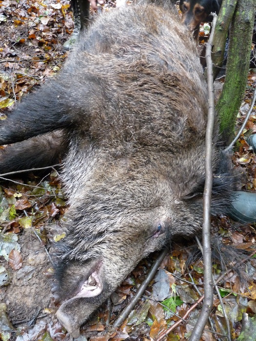 P1210685 - 2009-2010 Stolna Cluj