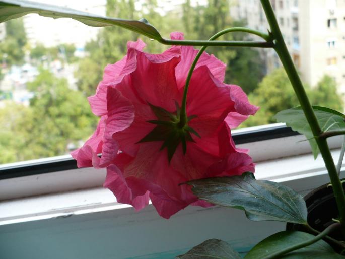 P1030743 - Hibiscusi