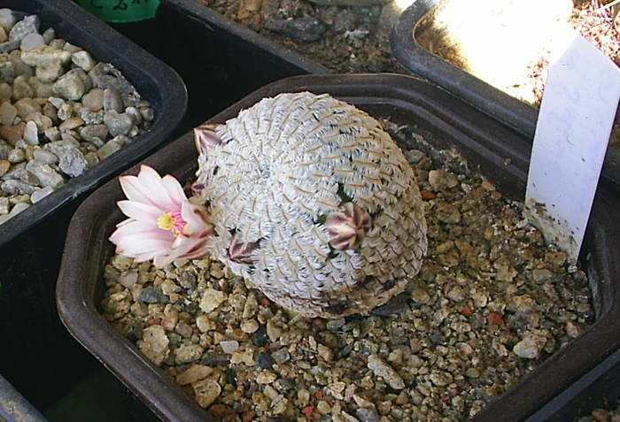 Solisia pseudopectinata