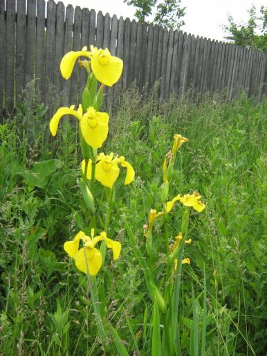 Iris - flori gradina
