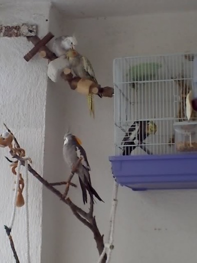 17-06-09_0828 - nimfele mele