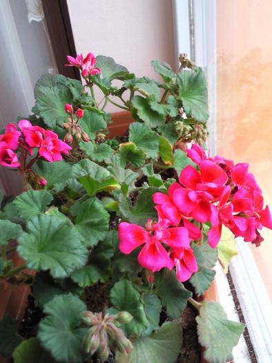 muscate in martie 09 - Plantele mele de terasa si exterior