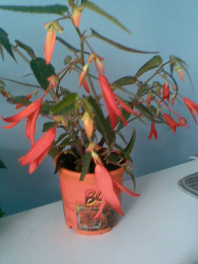 begonia bonfire; begonia bonfire
