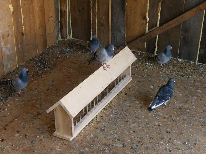 HPIM3066 - porumbei 2009