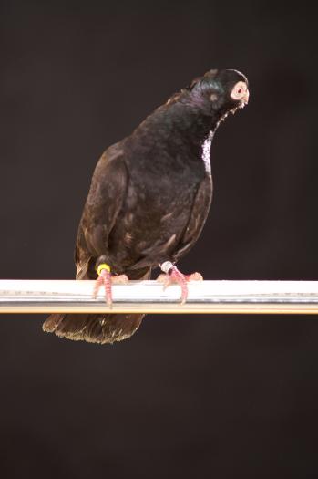 Picture 066 - jucatori de constanta