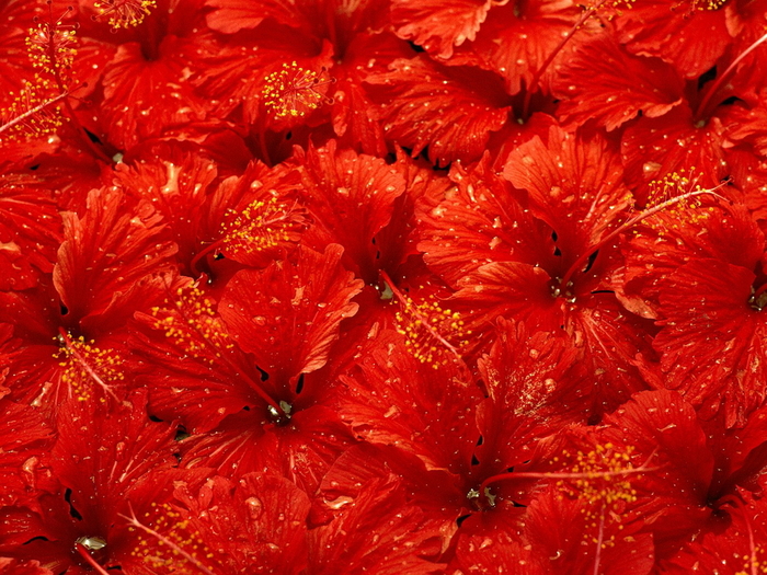 Christmas Wallpapers (381)