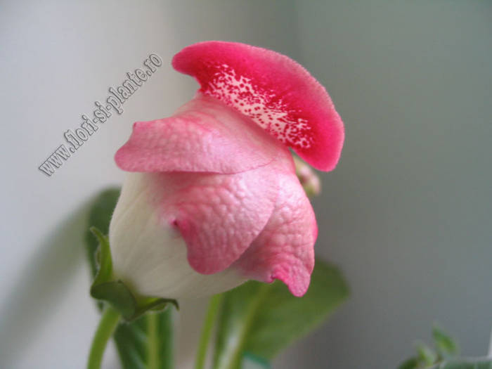 Gloxinia Tigrina Red 1 - GLOXINIA _ SINNINGIA