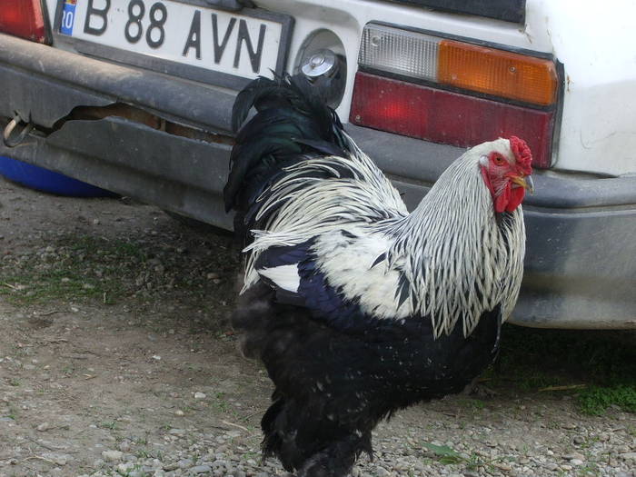  - In vizita la Monica - 05 aprilie 2009