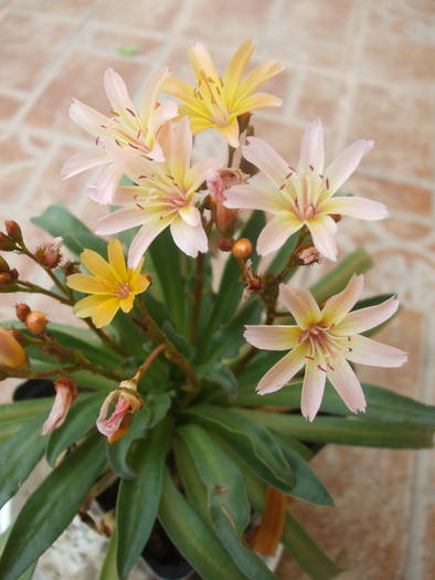 lewisia portocalie - Flori