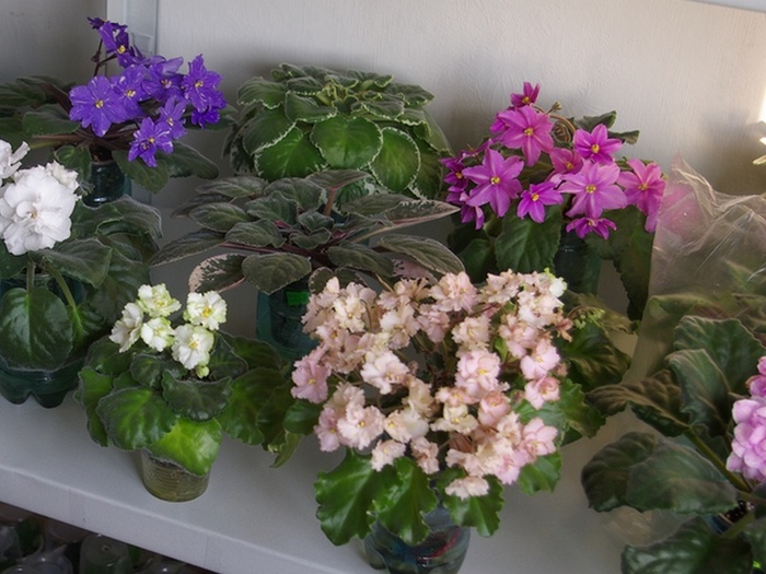 SG106129 - 2013 - Rafturi-Grup