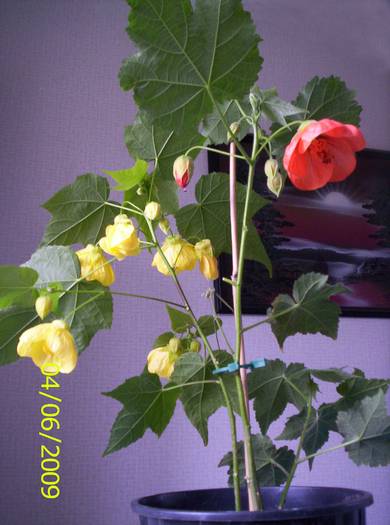 Abutilon 4 iun 2009