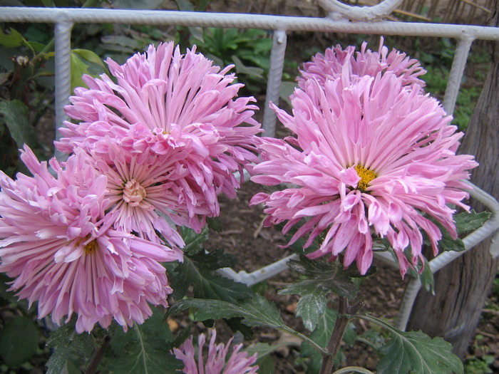 14noiembrie 035 - Crizanteme tufanele 2009