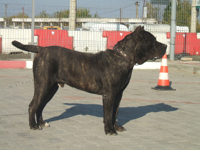 DSCF1981 - snoopyfightdogo  canario