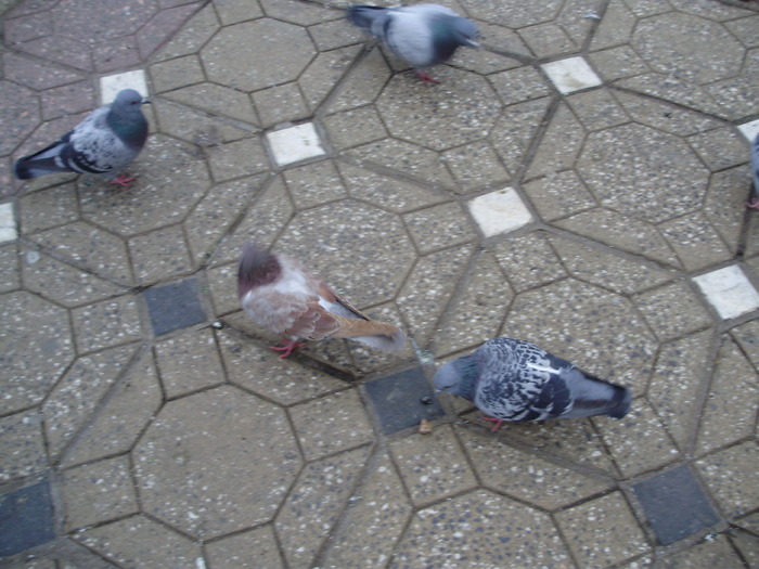 P9040053 - 18g Timisoara