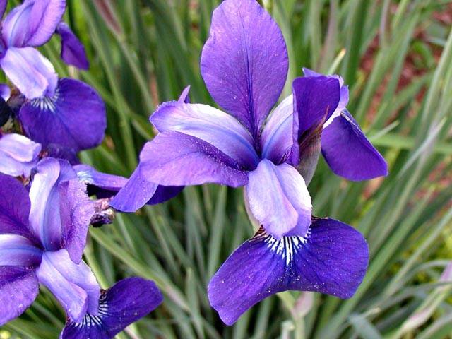 IRIS 2 - IRIS FLOWERS