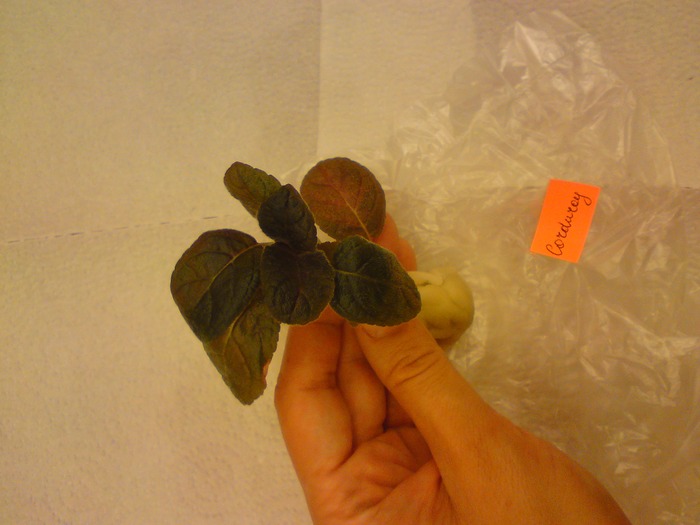 Episcia Lituania - Corduroy; Episcia Lituania - Corduroy

