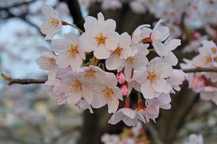 800px-2007_Sakura_of_Fukushima-e_007 - Flori de cires