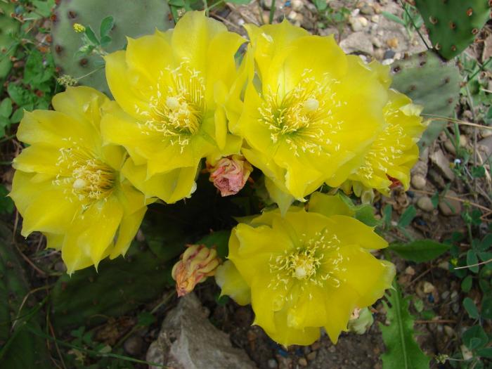 Opuntia compressa,  Monmouth Co. - Cactusi la Mangalia