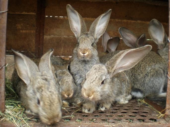 P6150171 - iepuri de vanzare 2012