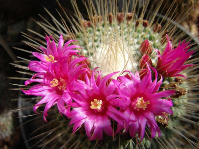 mammillaria_spinossisima_cv_une_epine