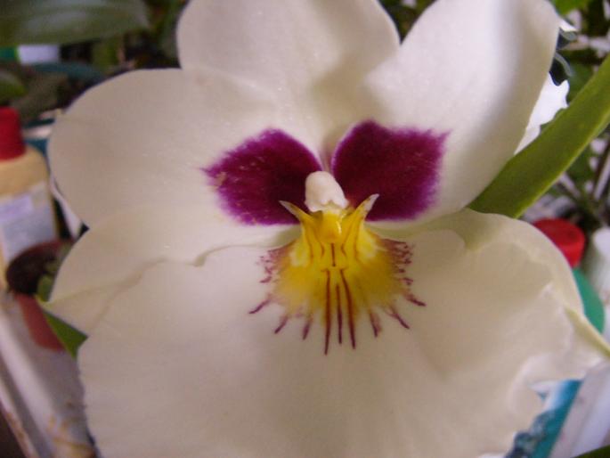 miltoniopssis - orchidee