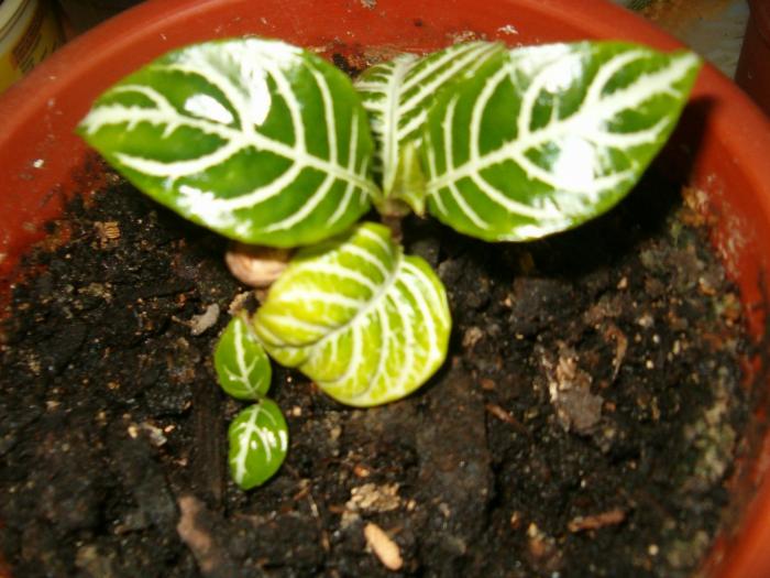 aphelandra resuscitata