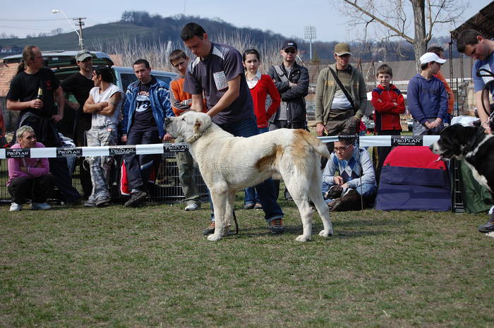 murat_1 - Z-MASCULI CAO -cainii unor prieteni-MURAT-BALHASH-SADAM