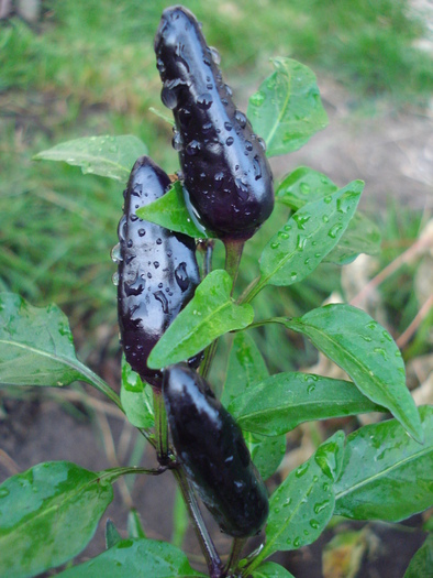 Black Chili Pepper (2009, Sep.16) - Black Chili Pepper_01