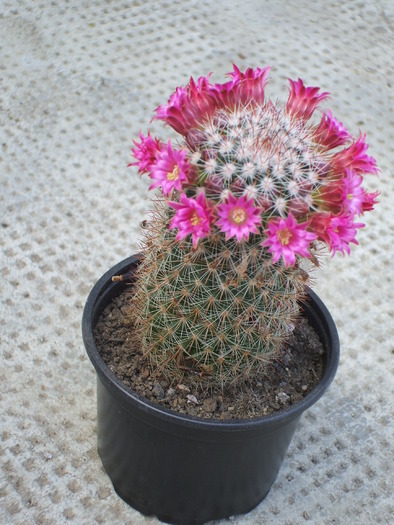 Mamillaria centraliplumosa